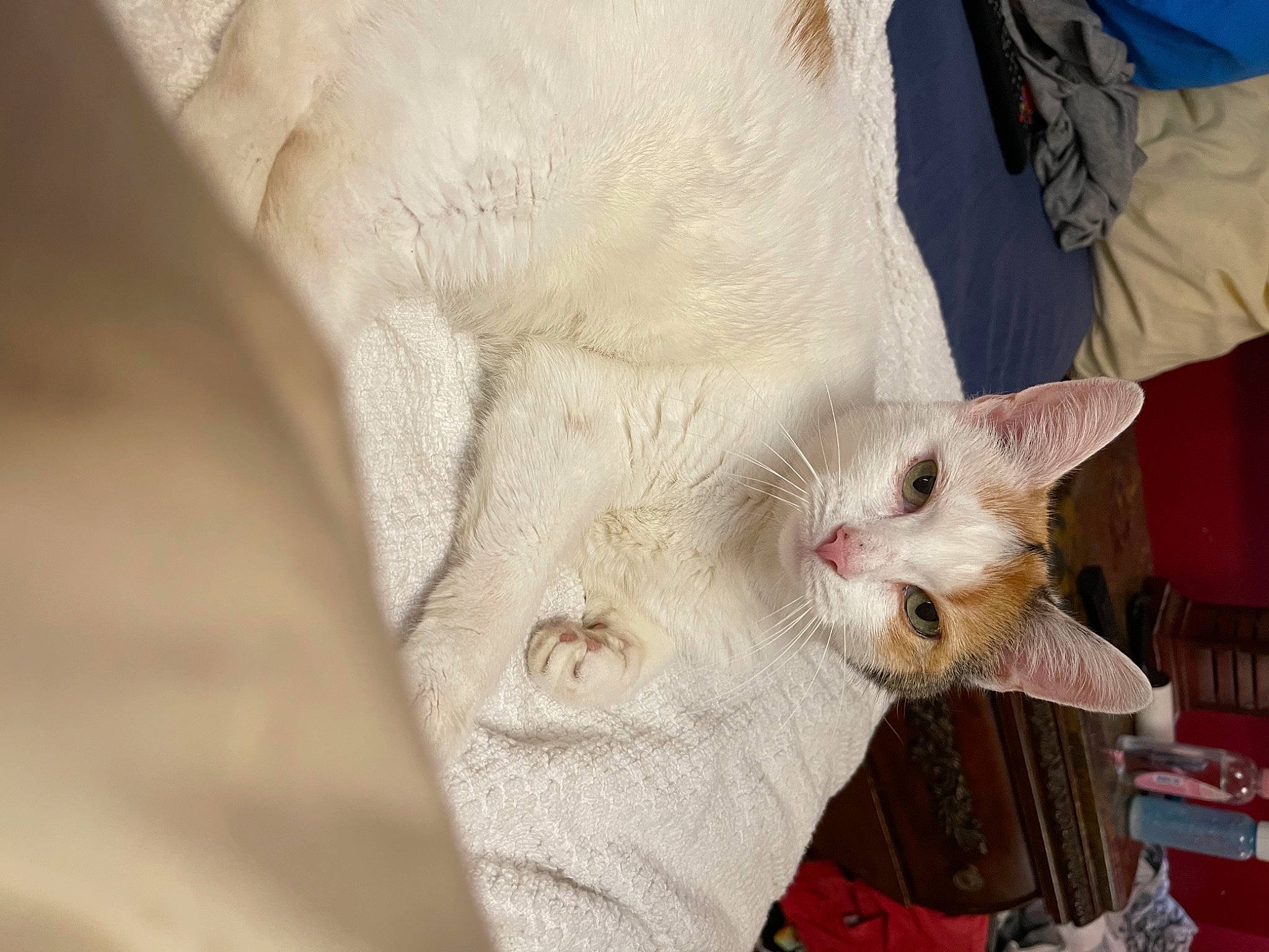 Gigi joined the competition — help win amazing prizes! canidae, carnivore, cat, claw, comfort, domestic_short_haired_cat, ear, eye, fawn, felidae, fur, gesture, paw, plant, small_to_medium_sized_cats, snout, tail, terrestrial_animal, whiskers, wildlife