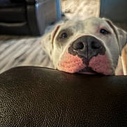 Tank joined the competition — help win amazing prizes! animal, blurred_background, canine, close_up, cozy, curious, dog, domestic, ears, face, floor, furniture, home, indoor, leather_surface, nose, pet, portrait, resting, white_dog