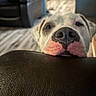 animal, blurred_background, canine, close_up, cozy, curious, dog, domestic, ears, face, floor, furniture, home, indoor, leather_surface, nose, pet, portrait, resting, white_dog