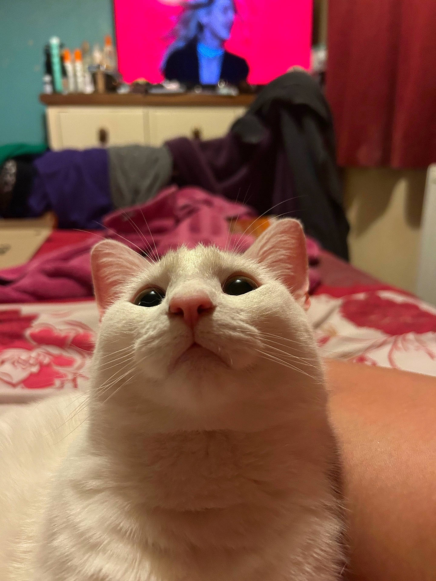 Bhodi is registered to the contest to win money with this photo: animal, bed, bedroom, blanket, blurred_background, cat, close_up, cozy, curious, domestic, ears, furniture, indoor, pet, pink_nose, relaxed, soft_fur, television, whiskers, white_cat