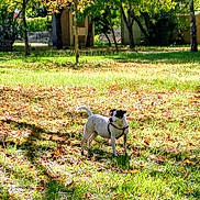 Opale a rejoint le concours — aidez-le/la à gagner de superbes lots ! dog, park, grass, autumn, leaves, sunlight, nature, outdoor, animal, pet, white_dog, black_spots, harness, tree, shade, daytime, canine, alert, standing, scenery