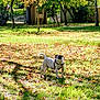 dog, park, grass, autumn, leaves, sunlight, nature, outdoor, animal, pet, white_dog, black_spots, harness, tree, shade, daytime, canine, alert, standing, scenery