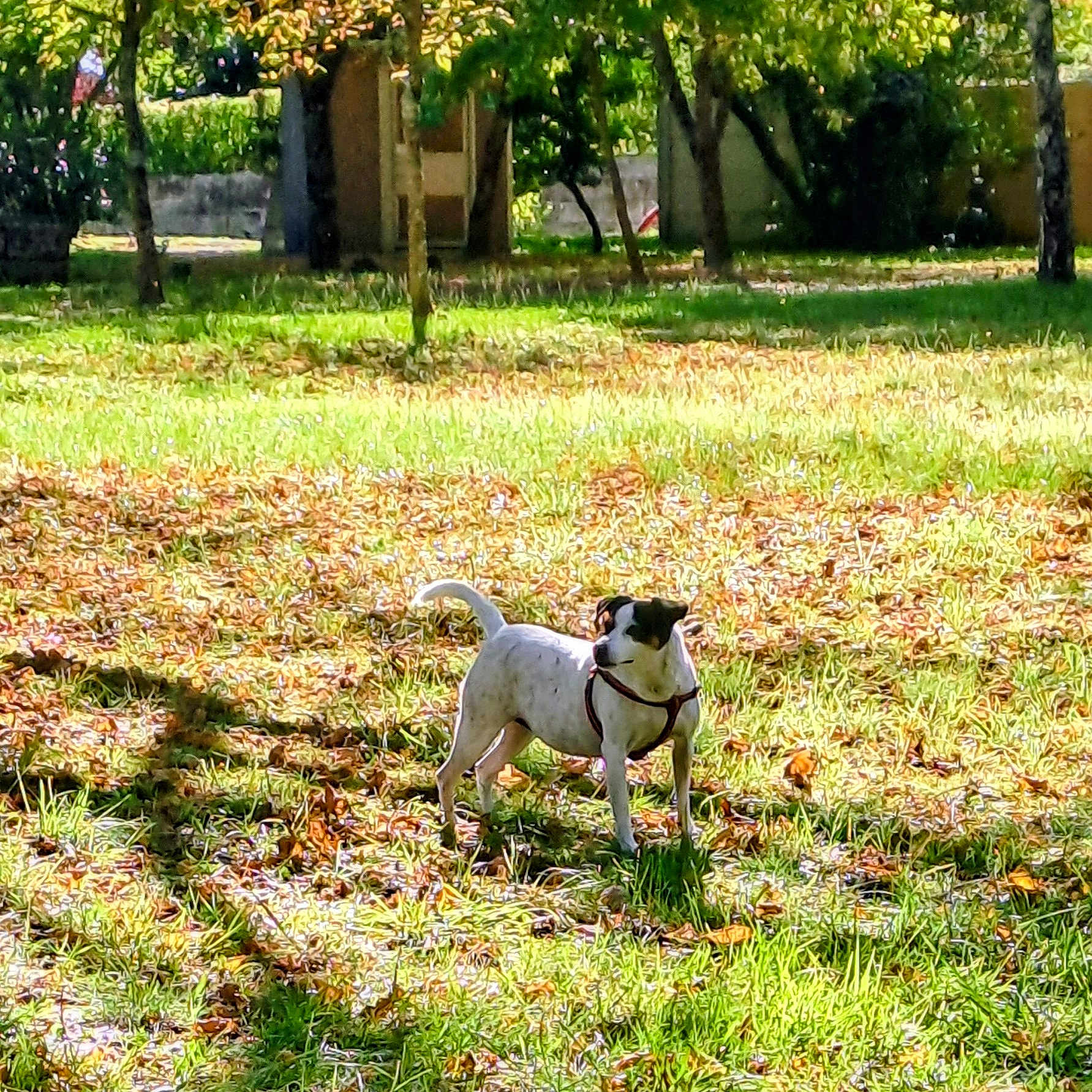 Opale a rejoint le concours — aidez-le/la à gagner de superbes lots ! alert, animal, autumn, black_spots, canine, daytime, dog, grass, harness, leaves, nature, outdoor, park, pet, scenery, shade, standing, sunlight, tree, white_dog
