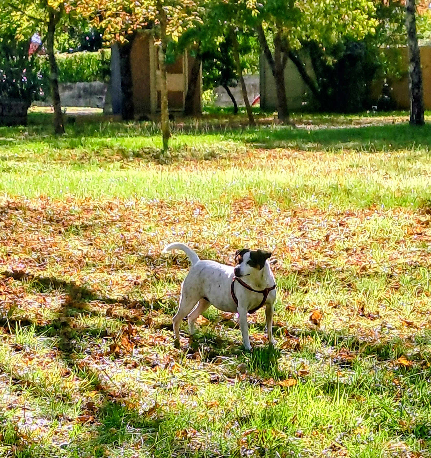 Opale a rejoint le concours — aidez-le/la à gagner de superbes lots ! dog, park, grass, autumn, leaves, sunlight, nature, outdoor, animal, pet, white_dog, black_spots, harness, tree, shade, daytime, canine, alert, standing, scenery