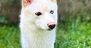 Akira a rejoint le concours — aidez-le/la à gagner de superbes lots ! attentive, backyard, blue_eye, bokeh, canine, close_up, dog, fluffy_fur, furry, green_grass, heterochromia, nose, outdoor, pet, pink_nose, pointy_ears, portrait, shallow_depth_of_field, standing, white_dog
