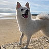 Akira participe au concours pour gagner de l'argent avec cette photo : animal, background_blur, beach, canine, daylight, dog, ears_up, fur, happy, nature, outdoor, pet, sand, sky, smiling, standing, stone_surface, sunlight, tongue_out, white_dog