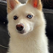 Akira participe au concours pour gagner de l'argent avec cette photo : dog, white_dog, heterochromia, blue_eye, brown_eye, fluffy, fur, ears, nose, close_up, portrait, pet, siberian_like, indoors, sofa, cushion, cute, attention, mammal, companion