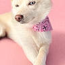 animal, blue_eye, canine, crossed_paws, cute, dog, domestic_animal, ears, fashionable, fur, paw, pet, pink_background, pink_bandana, portrait, relaxed, snout, studio_shot, white_fur, winking
