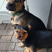 Rexx Fenn is registered to the contest to win money with this photo: dog, puppy, small_dog, large_dog, two_dogs, pet, canine, brown_fur, black_fur, green_collar, outdoor, patio, paving_stones, chair, seated, sitting, portrait, looking_at_camera, animal, companion