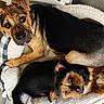 dogs, puppies, pet_bed, black_and_tan, lying_down, sleeping_area, indoor, cozy, adorable, curious, portrait, close_up, fur, floppy_ears, small_dog, large_dog, siblings, animal, home, photography