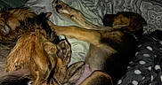 Rexx Fenn is registered to the contest to win money with this photo: dogs, canine, pets, sleeping, cuddling, lying_down, bed, blanket, bedding, paws, floppy_ears, brown_dog, black_dog, tan_dog, fur, indoor, cozy, animal, nap, playful