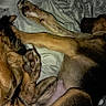 dogs, canine, pets, sleeping, cuddling, lying_down, bed, blanket, bedding, paws, floppy_ears, brown_dog, black_dog, tan_dog, fur, indoor, cozy, animal, nap, playful