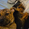 dogs, puppies, canine, pet, cuddling, cuddling_dogs, bed, bedroom, blanket, pillow, lying_down, resting, brown_fur, black_fur, floppy_ears, short_hair, close_up, indoor, cozy, portrait