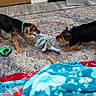 dog, dogs, playing, tug_of_war, rope_toy, pet, indoor, living_room, rug, blanket, home, floor, door, mirror, basket, brown_dog, black_dog, green_collar, animal, playtime