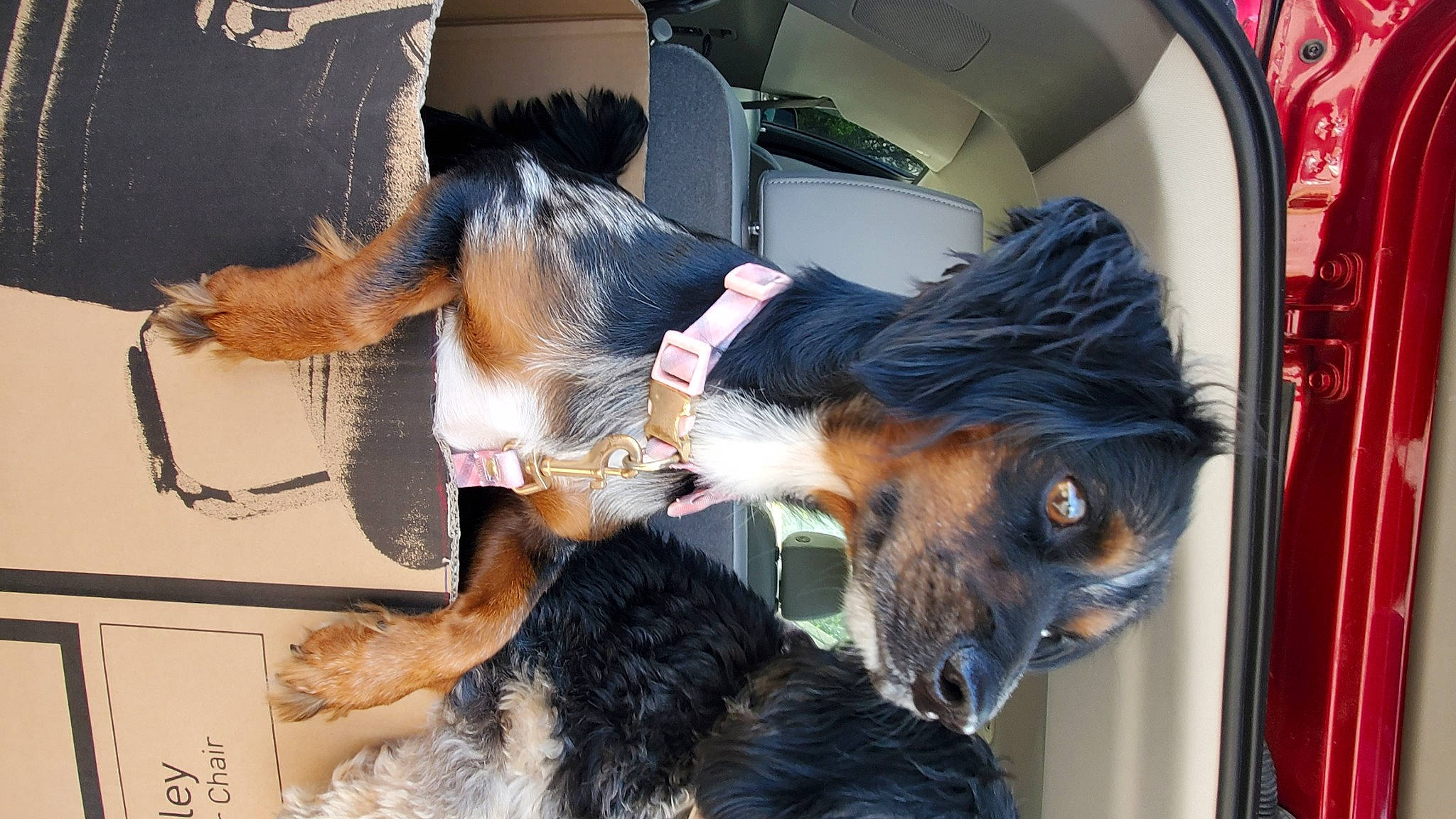 Hehe is registered to the contest to win money with this photo: canidae, carnivore, collar, companion_dog, dog, dog_breed, ear, fawn, fur, mammal, paw, snapshot, snout, sporting_group, tail, terrier, vertebrate, welsh_terrier, whiskers, working_animal