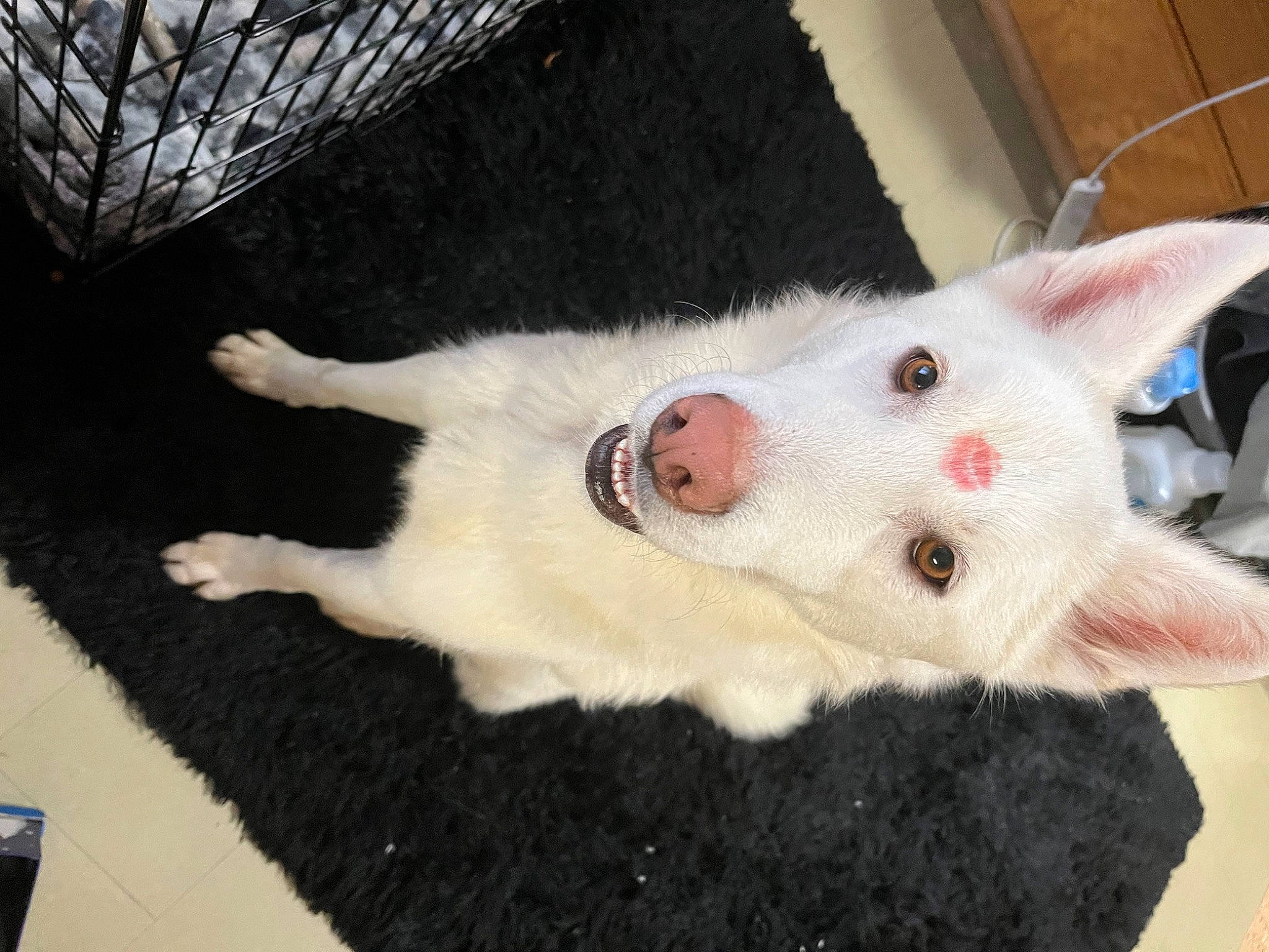 Comet is registered to the contest to win money with this photo: carnivore, cat, claw, comfort, companion_dog, dog_breed, domestic_short_haired_cat, fawn, felidae, fur, non_sporting_group, paw, small_to_medium_sized_cats, snout, tail, terrestrial_animal, whiskers