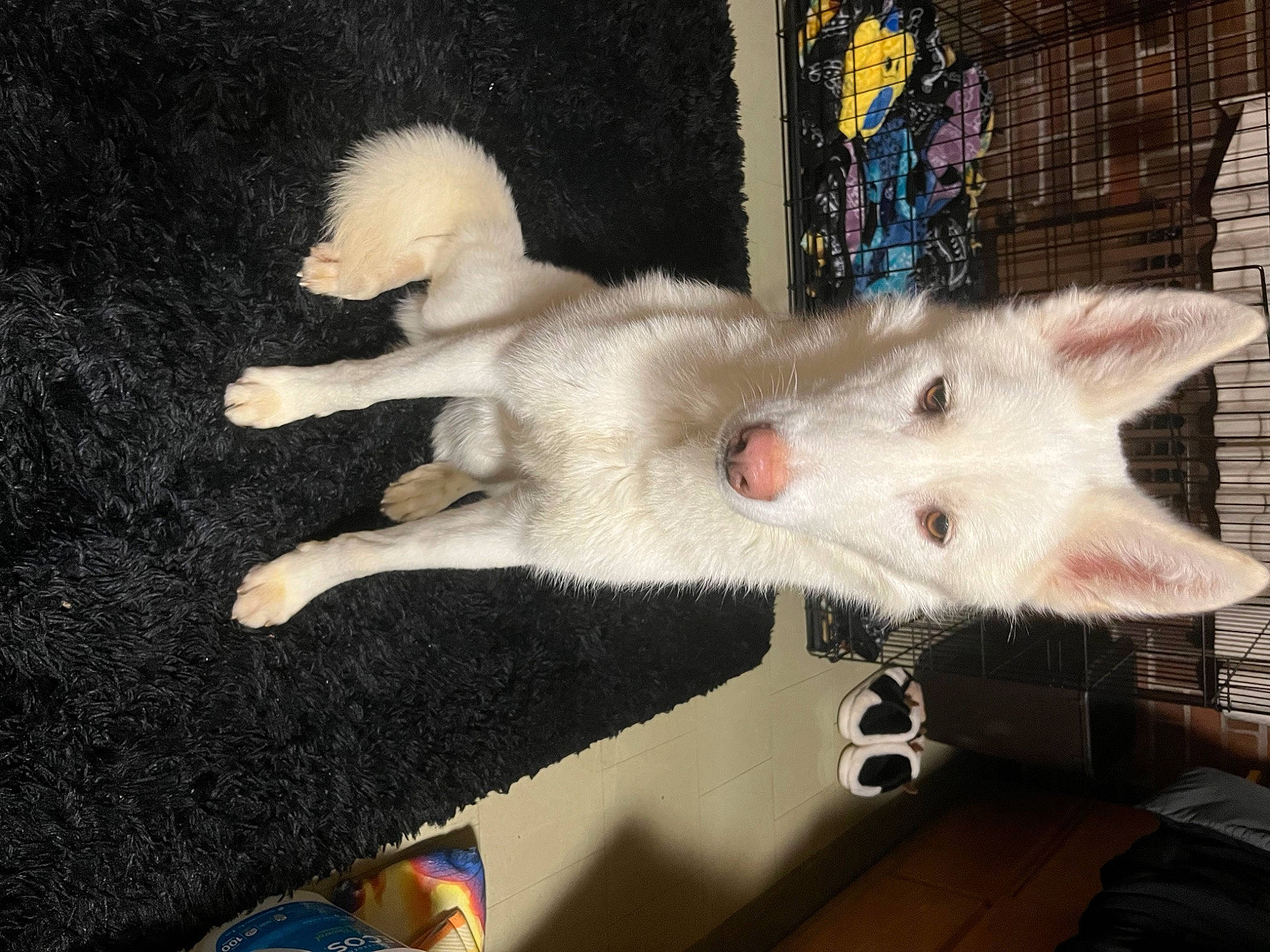 Comet is registered to the contest to win money with this photo: canidae, carnivore, dog_breed, fawn, felidae, fur, non_sporting_group, paw, small_to_medium_sized_cats, snout, tail, whiskers