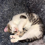 Ken is registered to the contest to win money with this photo: kitten, cat, sleeping, curled_up, fluffy, fur, cozy, blanket, couch, indoor, pet, cute, resting, paw, striped, young, feline, domestic_animal, snuggle, naptime