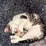 kitten, cat, sleeping, curled_up, fluffy, fur, cozy, blanket, couch, indoor, pet, cute, resting, paw, striped, young, feline, domestic_animal, snuggle, naptime