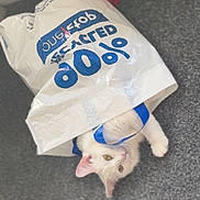 Myla is registered to the contest to win money with this photo: cat, white_cat, plastic_bag, carpet, toy, curious, playful, indoor, pet, animal, white_fur, green_eyes, floor, domestic_cat, cute, kitten, fun, bag_handle, looking_up, feline