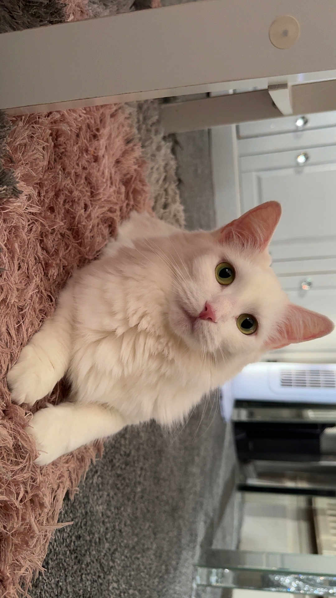 Myla is registered to the contest to win money with this photo: cat, white_cat, fluffy, indoor, carpet, pink_carpet, gray_carpet, fur, pet, animal, relaxed, green_eyes, whiskers, ears, floor, mirror, furniture, home, cozy, closeup