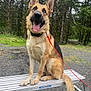 dog, german_shepherd, animal, pet, outdoor, forest, bench, leash, happy, tongue_out, ears_up, sitting, fur, collar, nature, trees, gravel, daytime, canine, mammal