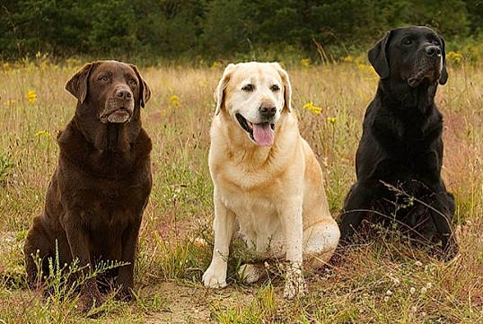 Bruno is registered to the contest to win money with this photo: ancient_dog_breeds, canidae, carnivore, chesapeake_bay_retriever, companion_dog, dog, dog_breed, field_trial, flat_coated_retriever, golden_retriever, gun_dog, hunting_dog, labrador_retriever, mammal, pointing_breed, retriever, sporting_group, vertebrate