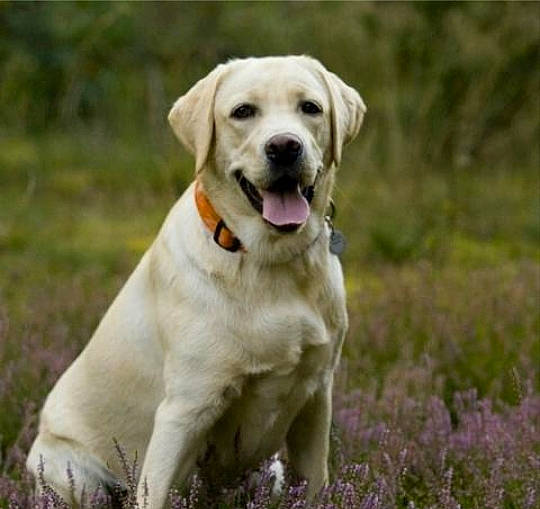 Bruno joined the competition — help win amazing prizes! ancient_dog_breeds, canidae, carnivore, companion_dog, dog, dog_breed, fawn, golden_retriever, hunting_dog, labrador_retriever, mammal, plant, pointing_breed, puppy, rare_breed_dog, retriever, sporting_group, tail, vertebrate