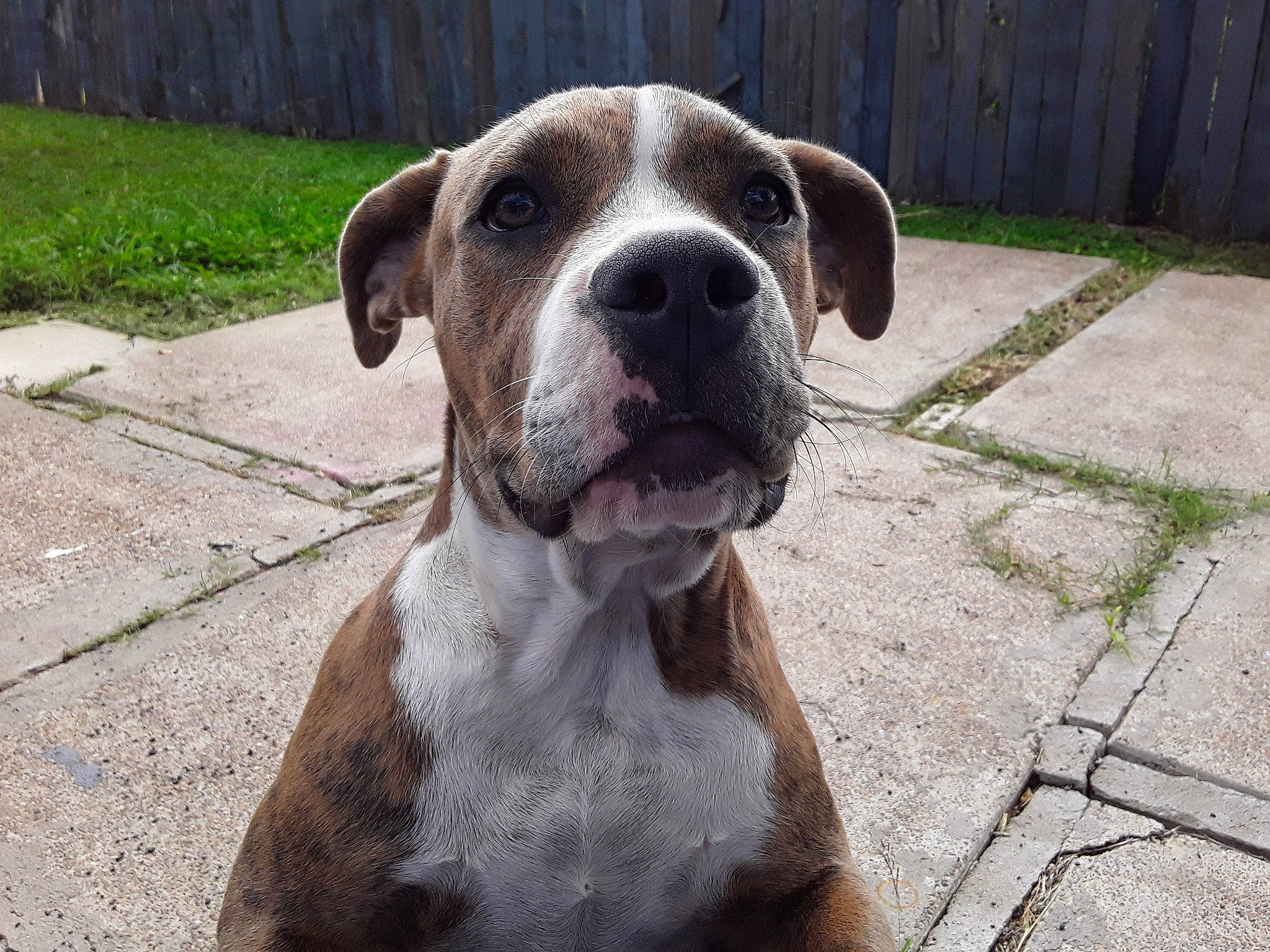 Shelby is registered to the contest to win money with this photo: alano_espanol, american_bulldog, ancient_dog_breeds, boerboel, boxer, bully_kutta, canidae, carnivore, catahoula_bulldog, dog, dog_breed, fawn, mammal, molosser, non_sporting_group, rare_breed_dog, snout, sporting_group, valley_bulldog, vertebrate