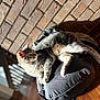 cat, backpack, brick_wall, sunlight, shadow, wooden_floor, indoor, pet, feline, relaxing, gray_cat, fur, whiskers, ears, paws, resting, comfort, daylight, home, cozy
