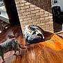 cat, cats, indoor, sunlight, backpack, brick_wall, wooden_floor, pet, animal, feline, resting, walking, home, living_room, shadow, sunbeam, relaxation, domestic, cozy, quiet