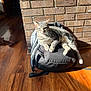 cat, gray_tabby, backpack, indoor, sunlight, brick_wall, wood_floor, pet, feline, relaxed, animal, resting, domestic, cozy, shadow, texture, fur, whiskers, ears, paw