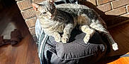 Scrambled Eggs joined the competition — help win amazing prizes! cat, gray_tabby, backpack, wooden_floor, brick_wall, sunlight, indoor, pet, relaxed, feline, domestic_cat, shadow, cozy, resting, comfort, animal, fur, whiskers, ears, paws