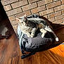 cat, gray_tabby, backpack, wooden_floor, brick_wall, sunlight, indoor, pet, relaxed, feline, domestic_cat, shadow, cozy, resting, comfort, animal, fur, whiskers, ears, paws