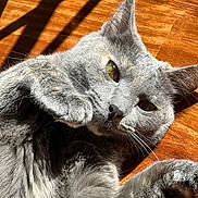 Bagel joined the competition — help win amazing prizes! cat, gray_cat, pet, animal, feline, paw, whiskers, yellow_eyes, sunlight, shadow, wooden_floor, indoor, relaxed, closeup, fur, cute, mammal, playful, domestic_cat, lying_down