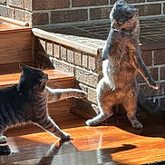 Bagel is registered to the contest to win money with this photo: cat, cats, playful, sunlight, wood_floor, brick_wall, shadow, paw, indoor, pet, animal, feline, step, interaction, standing, stretching, domestic, cute, two_cats, home