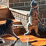 cat, cats, playful, sunlight, wood_floor, brick_wall, shadow, paw, indoor, pet, animal, feline, step, interaction, standing, stretching, domestic, cute, two_cats, home