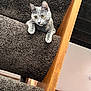 cat, gray_cat, carpet, staircase, wooden_banister, indoor, pet, curious, yellow_eyes, feline, paw, climbing, home_interior, brick_wall, texture, animal, whiskers, close_up, playful, cozy