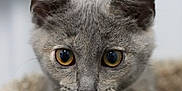Bagel is registered to the contest to win money with this photo: kitten, cat, gray_fur, close_up, animal, pet, eyes, feline, whiskers, ears, cute, young, indoor, cozy, texture, blanket, soft, portrait, curious, focus
