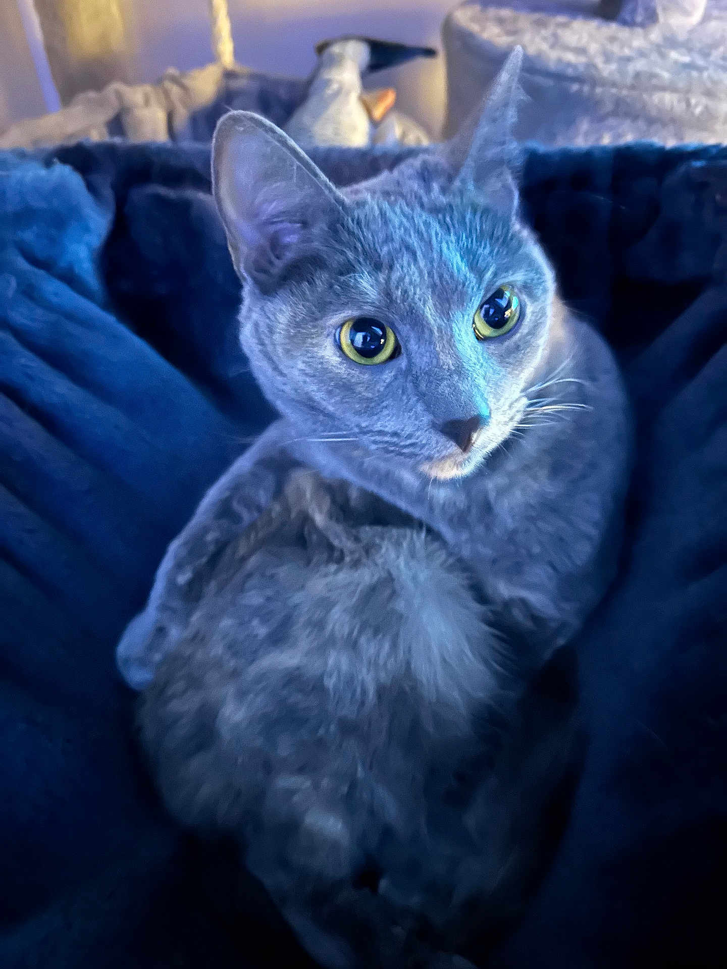 Bagel joined the competition — help win amazing prizes! cat, gray_cat, animal, pet, feline, close_up, eyes, yellow_eyes, blanket, soft_texture, indoor, cozy, fur, whiskers, resting, curious, alert, blue_tone, comfort, domestic_animal