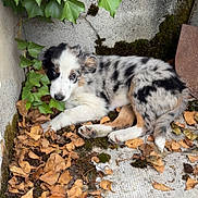 Oxo participe au concours pour gagner de l'argent avec cette photo : puppy, dog, merle, ivy, leaves, outdoor, nature, corner, resting, fur, black_and_white, tan, young, animal, pet, ground, moss, concrete, relaxed, cute