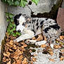 puppy, dog, merle, ivy, leaves, outdoor, nature, corner, resting, fur, black_and_white, tan, young, animal, pet, ground, moss, concrete, relaxed, cute