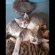 Nala participe au concours pour gagner de l'argent avec cette photo : kitten, cat, sleeping, snuggling, fur, blue_cushion, cute, pets, animal, domestic, resting, young, gray, striped, cozy, pile, whiskers, ears, soft, napping