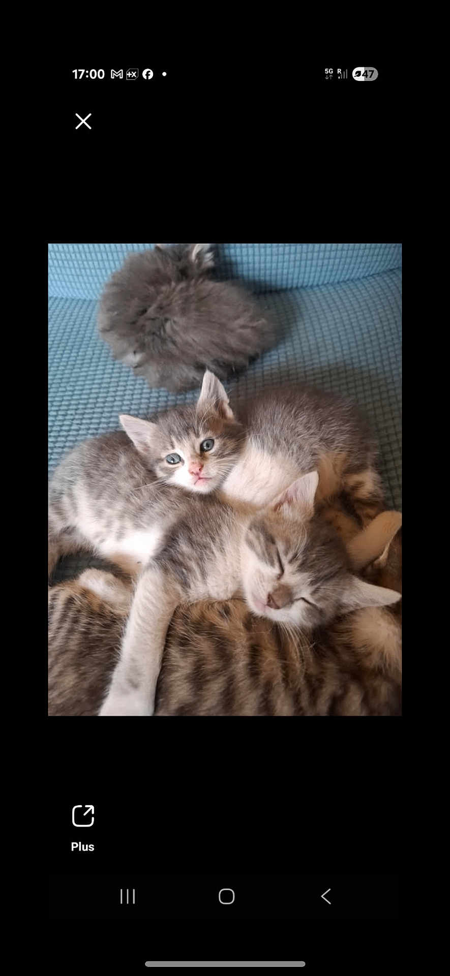 Nala participe au concours pour gagner de l'argent avec cette photo : kitten, cat, sleeping, snuggling, fur, blue_cushion, cute, pets, animal, domestic, resting, young, gray, striped, cozy, pile, whiskers, ears, soft, napping