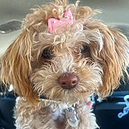 Brownie is registered to the contest to win money with this photo: dog, curly_hair, bow, pink_bow, pet, cute, fluffy, car_interior, close_up, nose, eyes, collar, tag, adorable, portrait, animal, furry, small_dog, indoor, companion