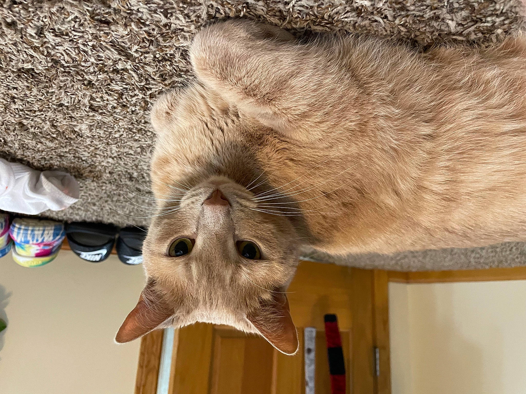 Casper is registered to the contest to win money with this photo: artifact, bat, claw, fawn, felidae, foot, fur, gunny_sack, hawk_moths, hide, insect, moth, room, small_to_medium_sized_cats, snout, terrestrial_animal, whiskers, wood, working_animal