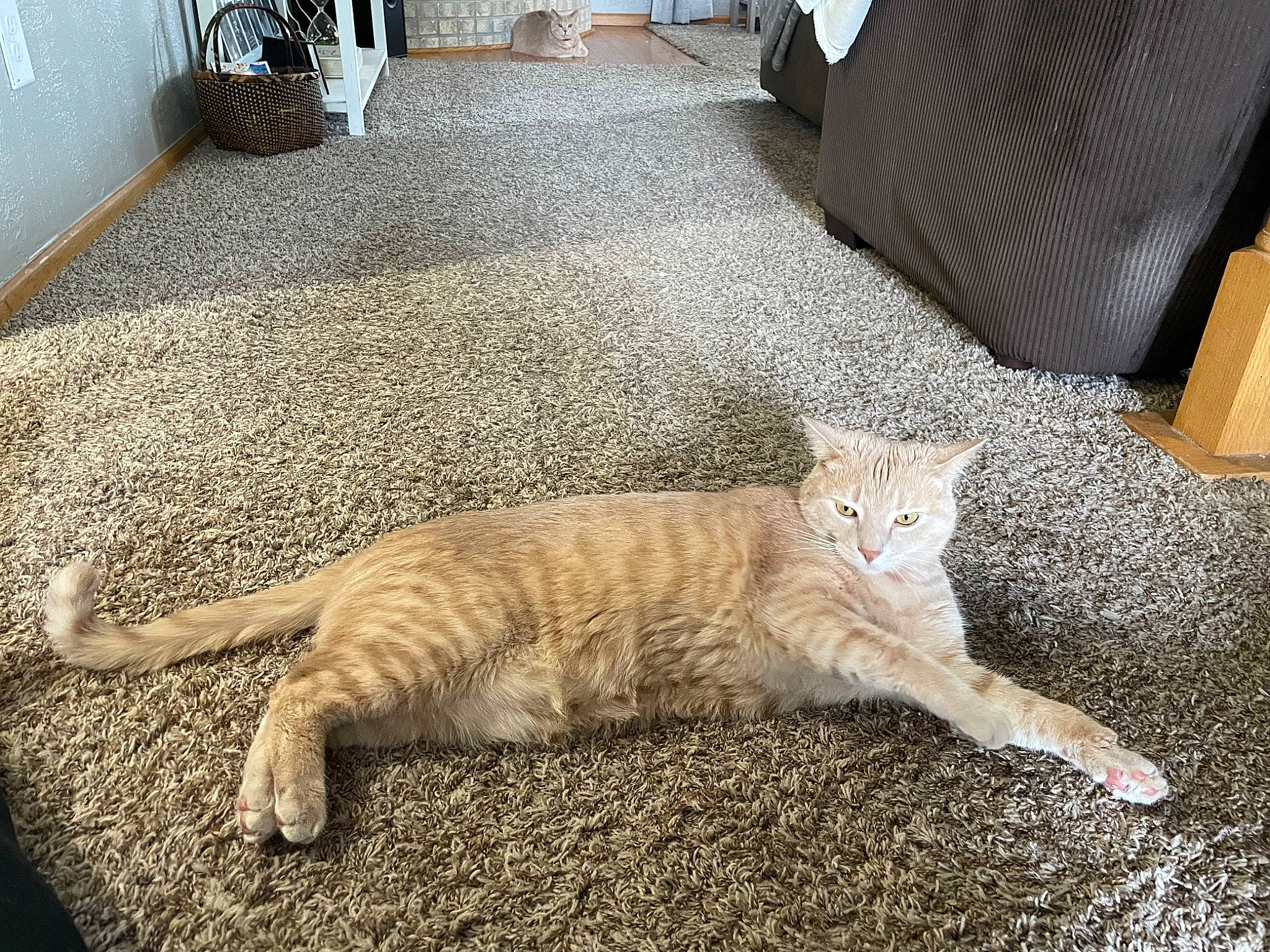 Casper joined the competition — help win amazing prizes! carnivore, carpet, cat, claw, comfort, domestic_short_haired_cat, fawn, felidae, floor, flooring, fur, grey, hardwood, paw, small_to_medium_sized_cats, snout, tail, terrestrial_animal, whiskers, wood