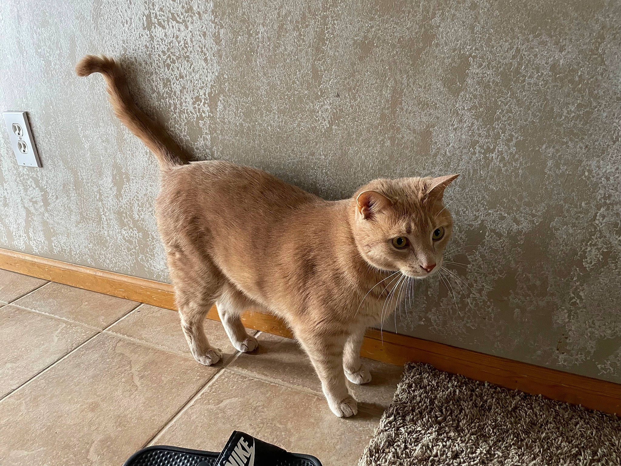 Casper is registered to the contest to win money with this photo: carnivore, cat, claw, domestic_short_haired_cat, fawn, felidae, flooring, fur, paw, small_to_medium_sized_cats, snout, tail, terrestrial_animal, whiskers, wildlife, wood