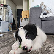 Maïdo participe au concours pour gagner de l'argent avec cette photo : animal, black_and_white, blanket, canine, chewing, close_up, cute, dog, floor, furniture, home, indoor, lying_down, pet, playful, puppy, sofa, toy, wooden_floor, young_dog