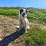 dog, outdoor, grass, sunny, path, panting, black_and_white, nature, pet, happy, animal, summer, canine, sitting, daylight, field, tongue_out, fur, shadow, blue_sky